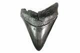 Fossil Megalodon Tooth - South Carolina #154179-1
